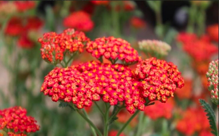 Achillea millefolium paprika