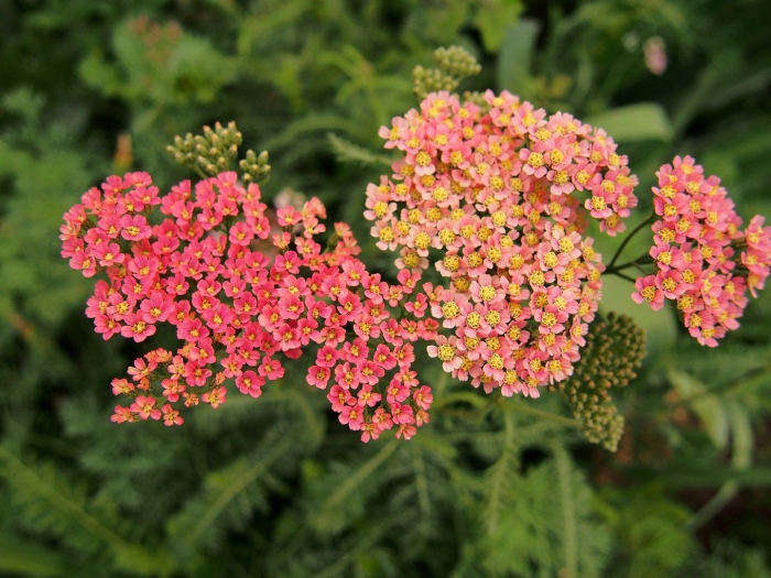 Тысячелистник экселент