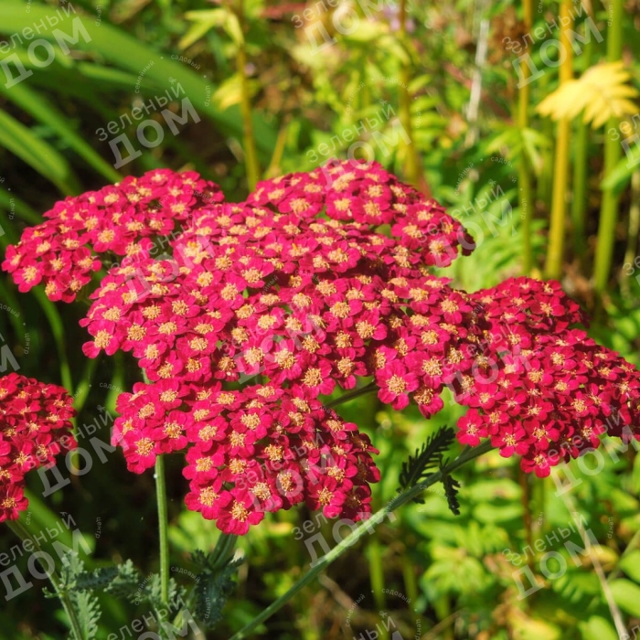 Тысячелистник обыкновенный 'red velvet'