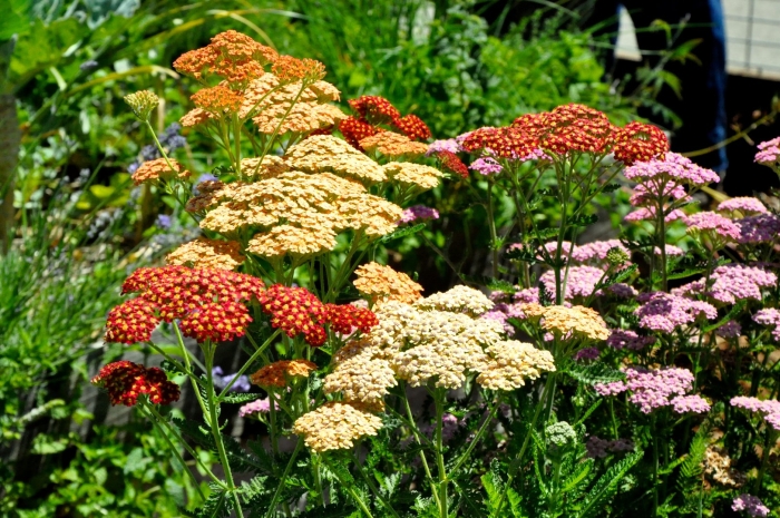 Тысячелистник achillea terracotta