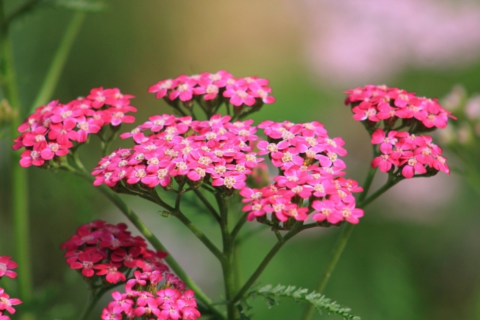 Королевский тысячелистник