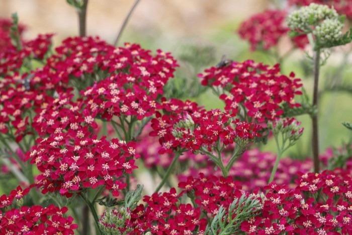 Тысячелистник садовый красный