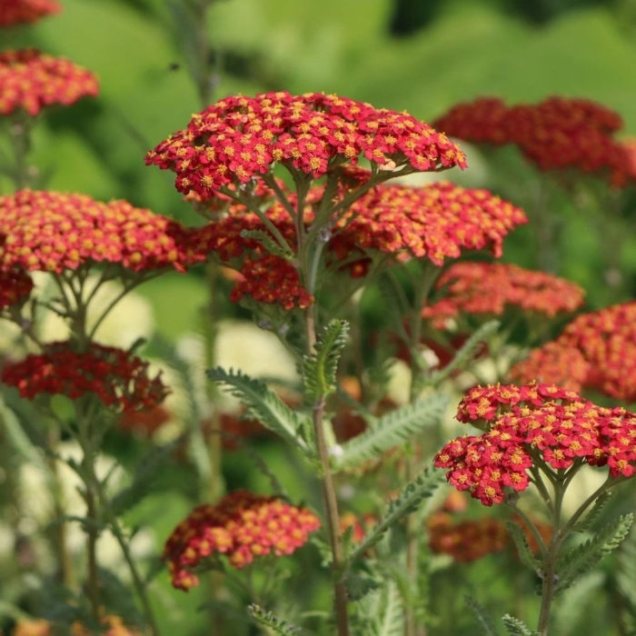 Тысячелистник садовый многолетний