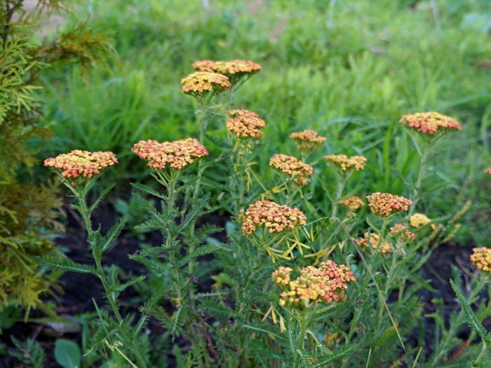 Achillea millefolium terracotta
