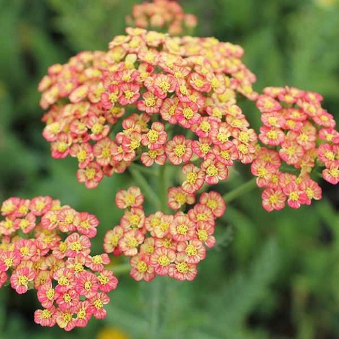 Тысячелистник обыкновенный триколор