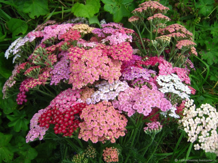 Тысячелистник таволговый мэдисон