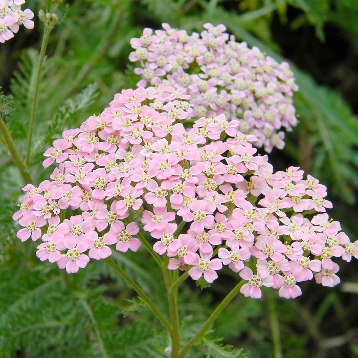 Тысячелистник обыкновенный