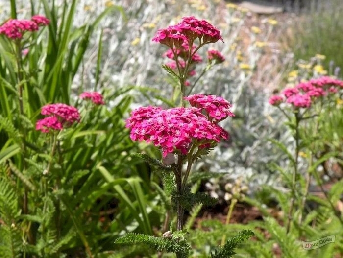 Тысячелистник cerise queen