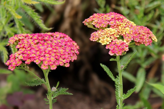 Тысячелистник ред шейдес