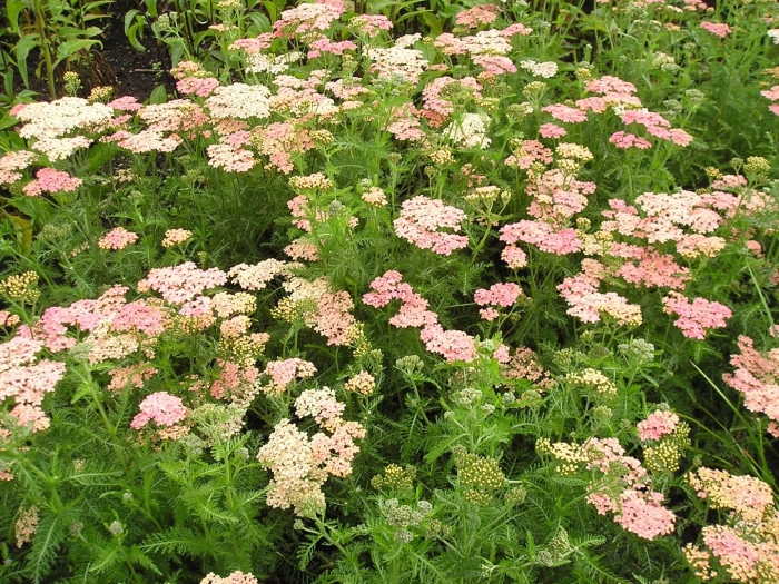 Achillea millefolium