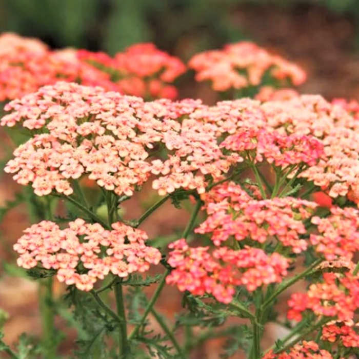 Тысячелистник тутти фрутти