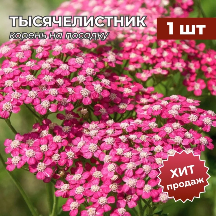 Тысячелистник саммер вайн