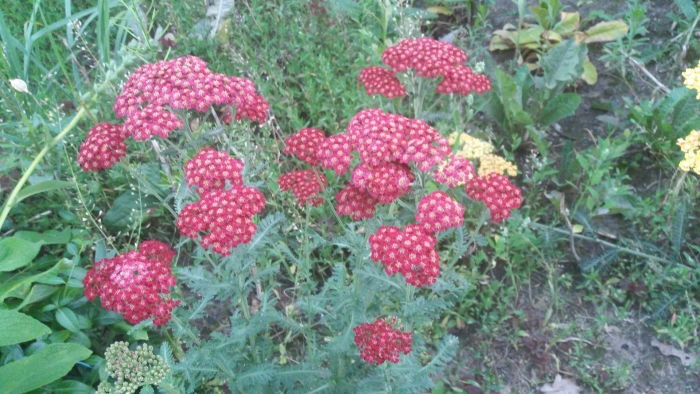 Декоративный тысячелистник