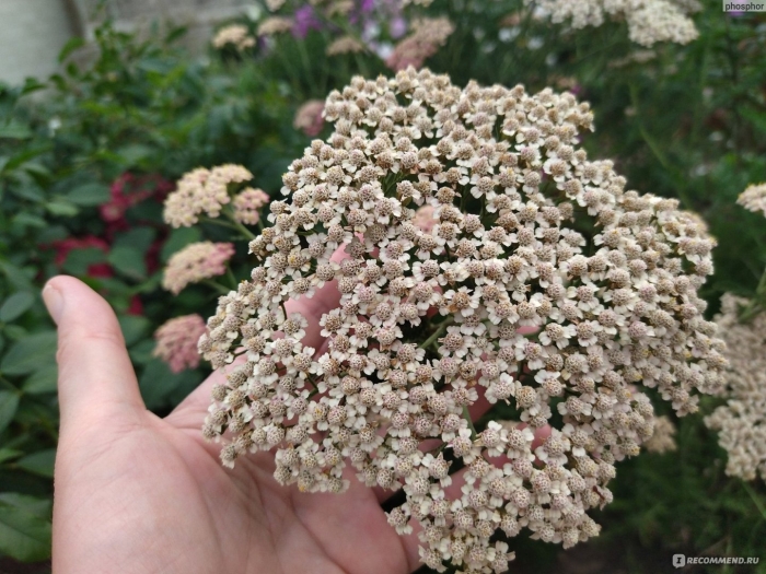 Тысячелистник вайт бьюти