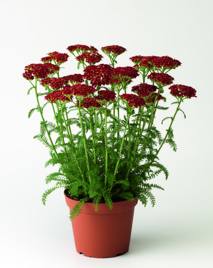 Тысячелистник achillea millefolium red velvet