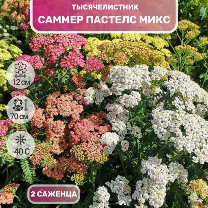 Тысячелистник саммер пастель