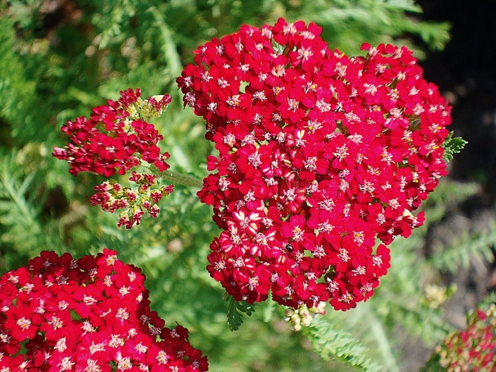 Тысячелистник ред вельвет