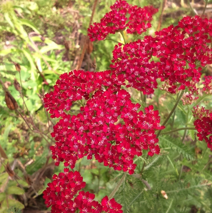 Тысячелистник обыкновенный 'cassis'