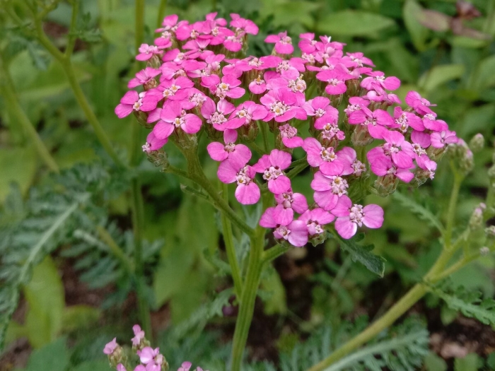 Тысячелистник малиновый