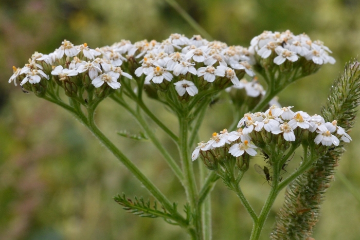 Achillea mil. 'lachsschönheit'