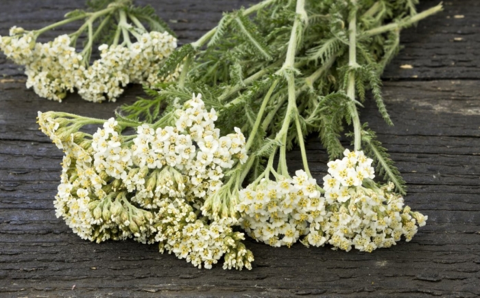 Achillea millefolium сырье