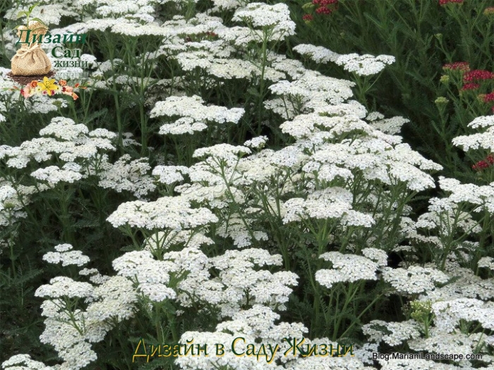 Тысячелистник белый