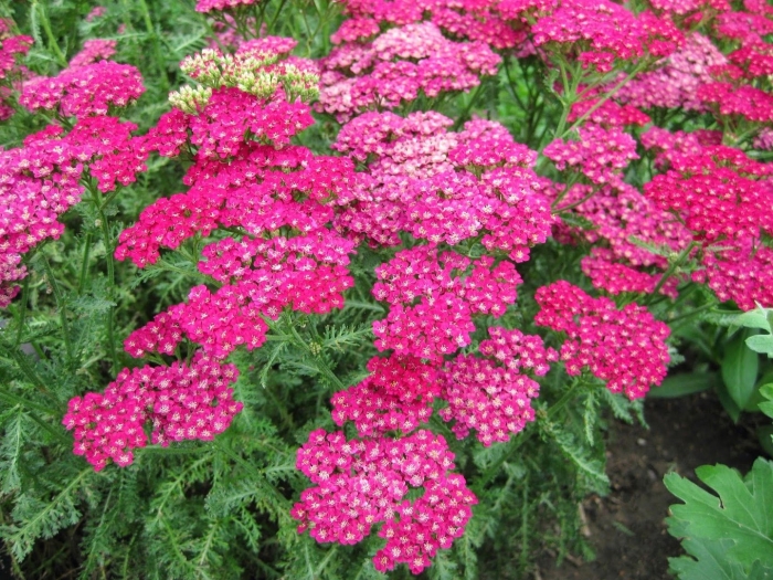 Тысячелистник цериз квин