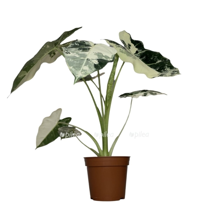 Гагеана вариегатная алоказия