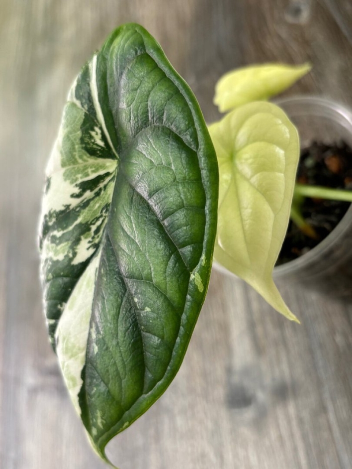 Алоказия фрайдек вариегатная