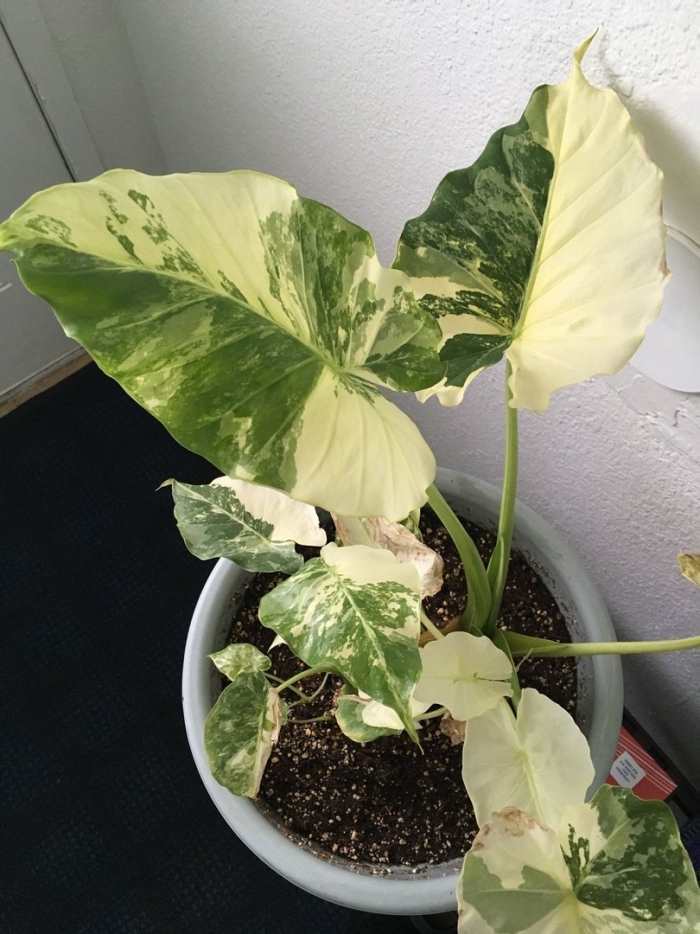 Алоказия гагеана