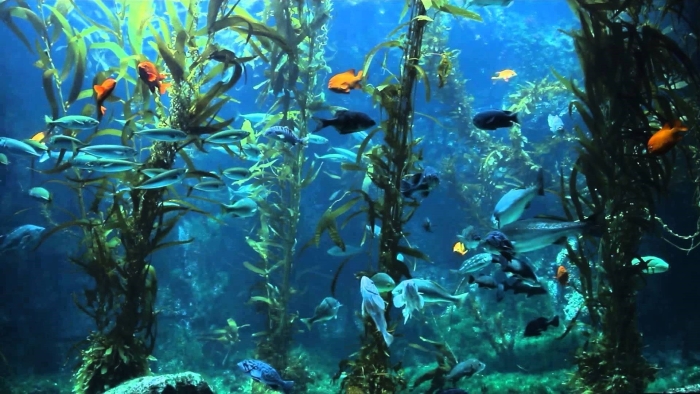 Аквариум подводный