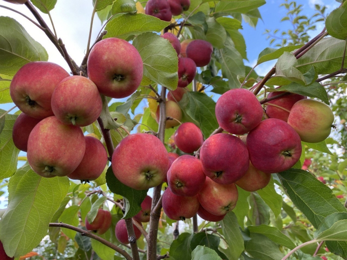 Яблоня синап минусинский