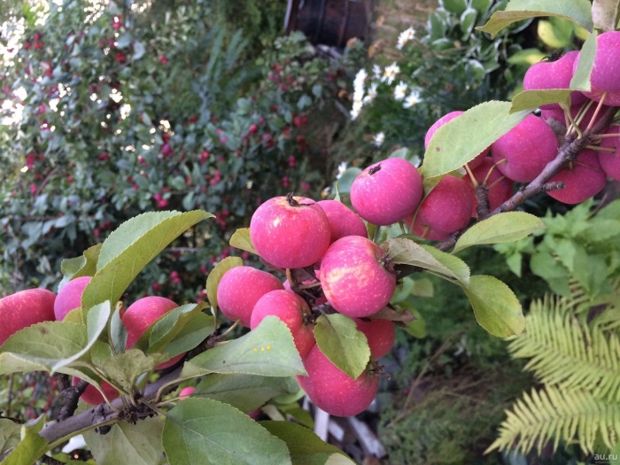 Яблоня полукультурка воспитанница