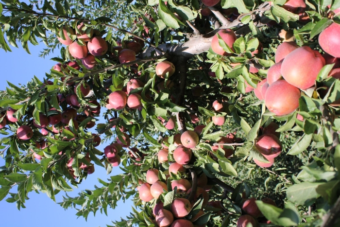 Яблоня юнона (5 лет)