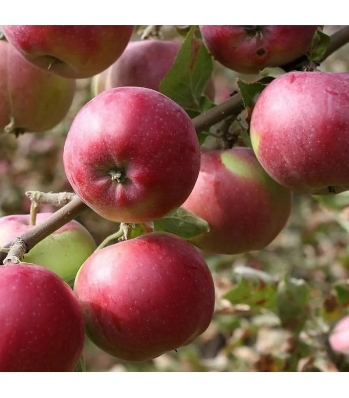 Память мичурина яблоня