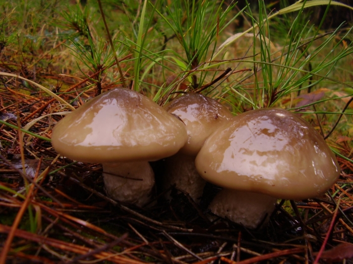 Hygrophorus latitabundus