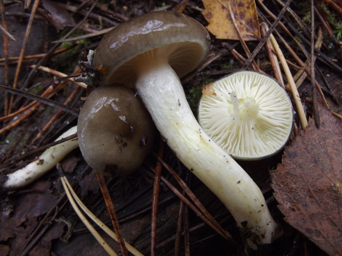 Гигрофор поздний (бурый)