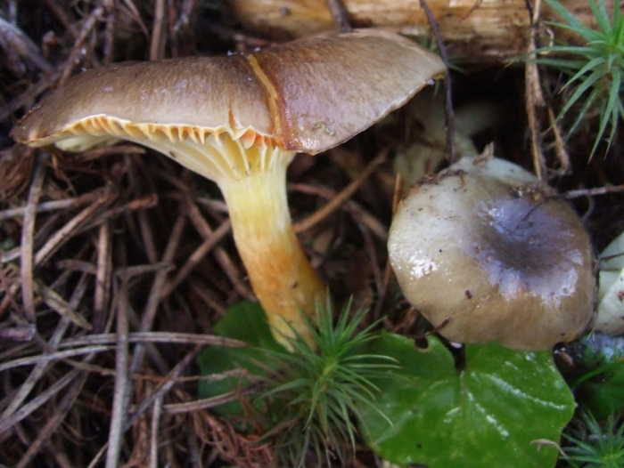 Hygrophorus hypothejus