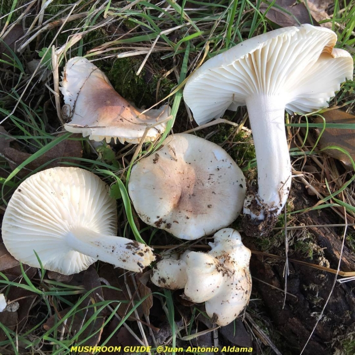 Hygrophorus persoonii