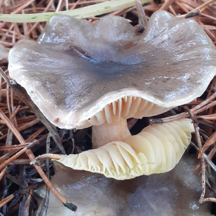 Гигрофор ранний