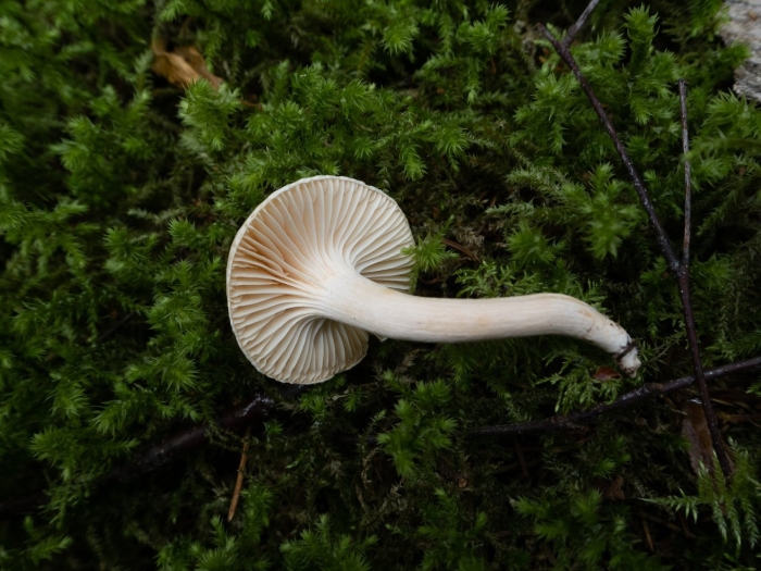 Hygrophorus hedrychii