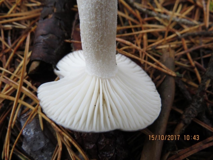 Hygrophorus agathosmus