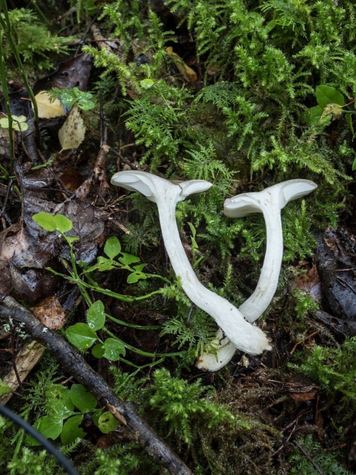 Говорушка подогнутая infundibulicybe geotropa