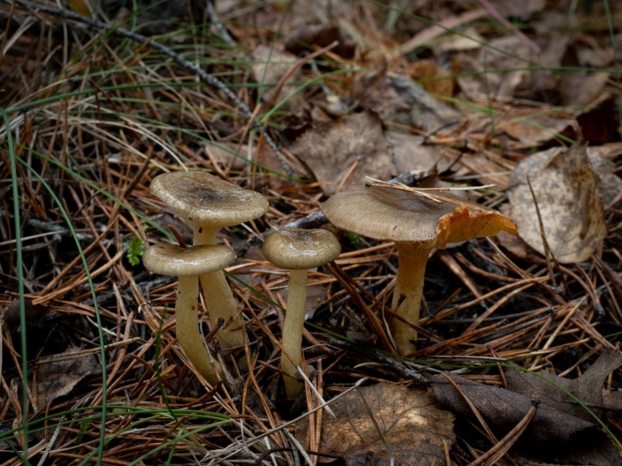 Гигрофор поздний