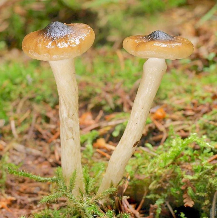 Гигрофор гриб