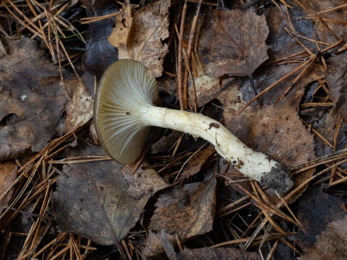 Гриб гигрофор поздний