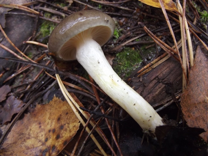 Гигрофор бурый