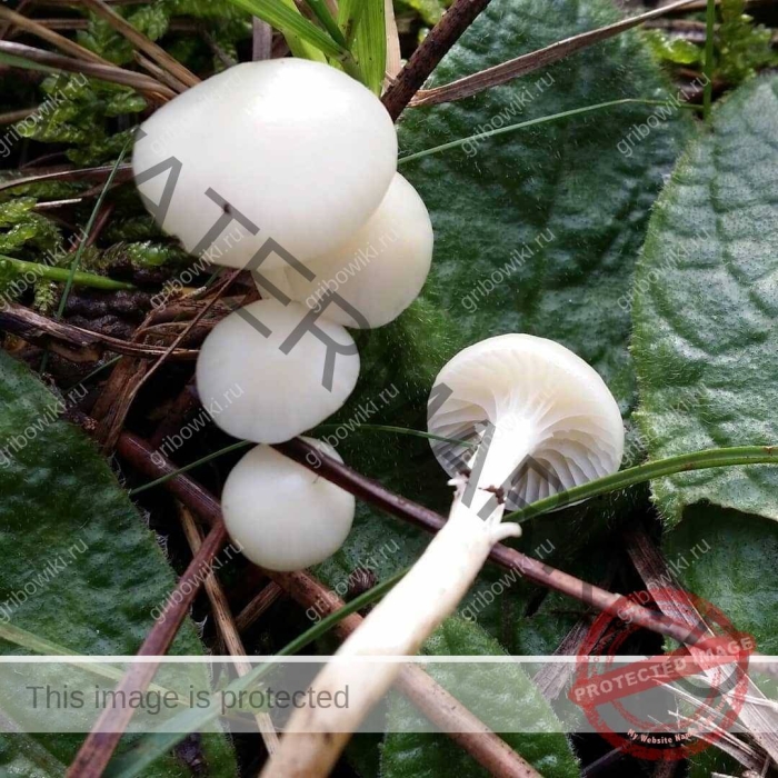 Гриб удемансиелла