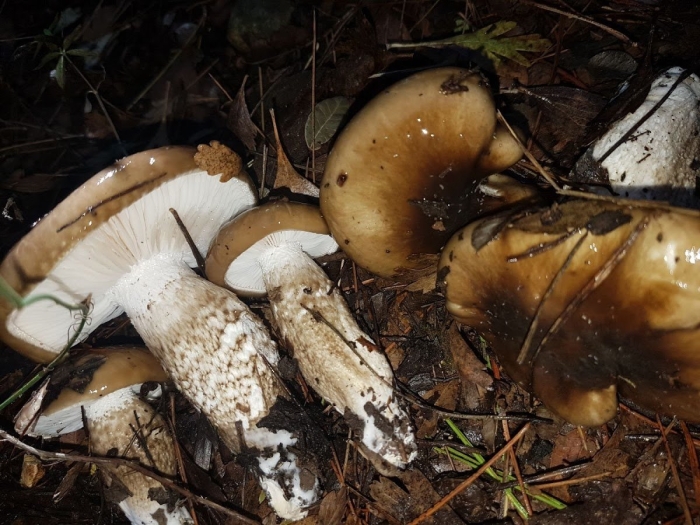 Грибы подтопольники валуи