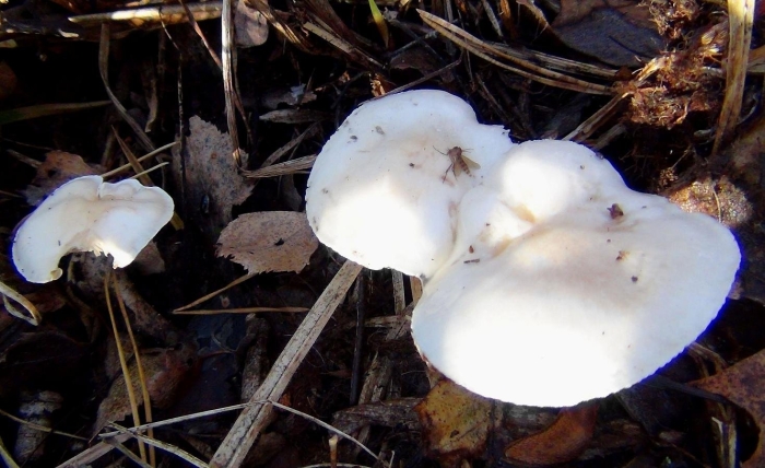 Гигрофор желтовато-белый